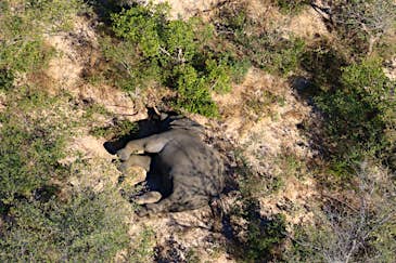 What’s killing Botswana’s beloved elephants? Experts scramble to find answers 
