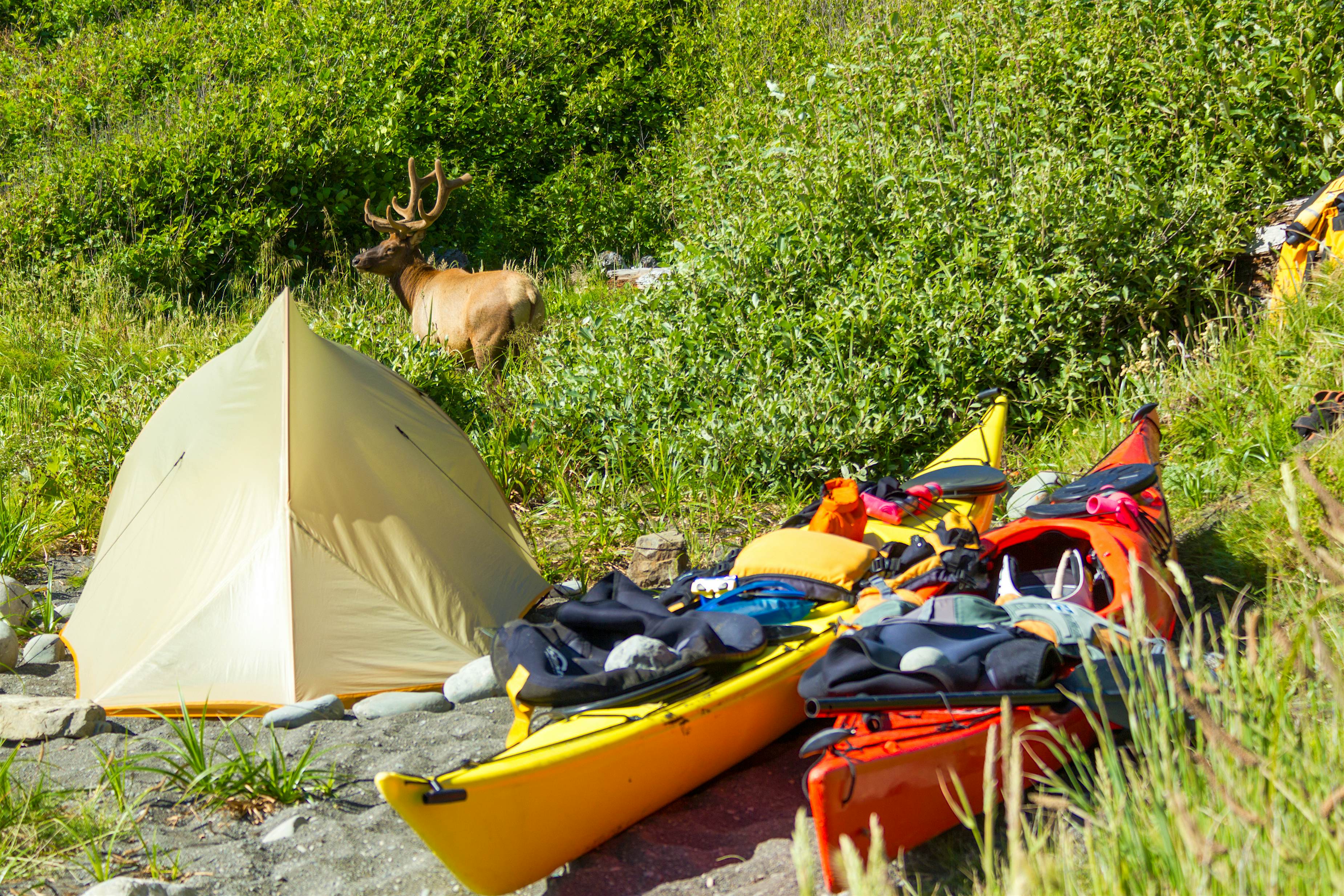 Two kayaks covered in gear are near a tent. A large elk stands beyond the tent at the edge of deep vegetation
