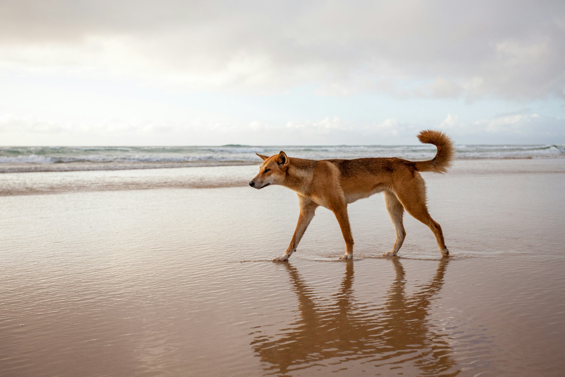A dingo walks along the tide of a beach.