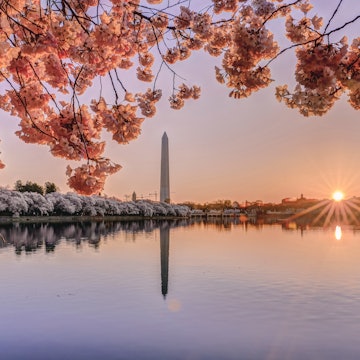 Cherry Blossoms in Washington DC at sunrise.