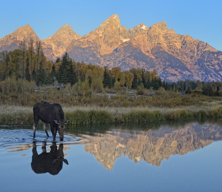 Moose drinking at sunrise, Tetons, Wyoming.