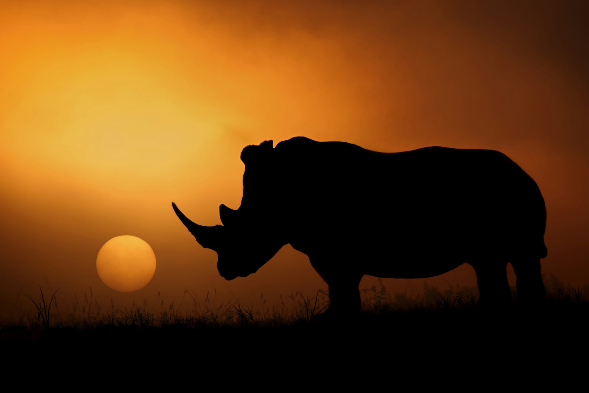 A rhino backlit by the sunrise