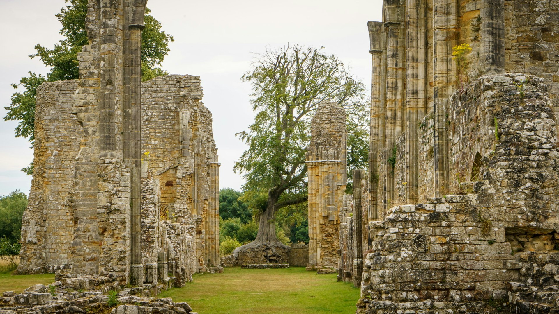 The Beech Tree grows out of the ruins at Bayham Abbey in England