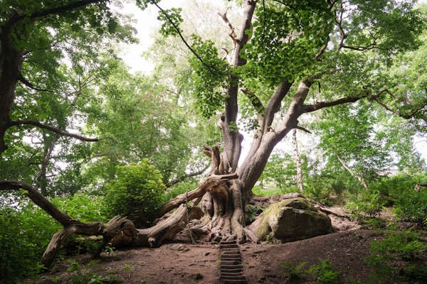 Which of these trees is the most amazing in England?
