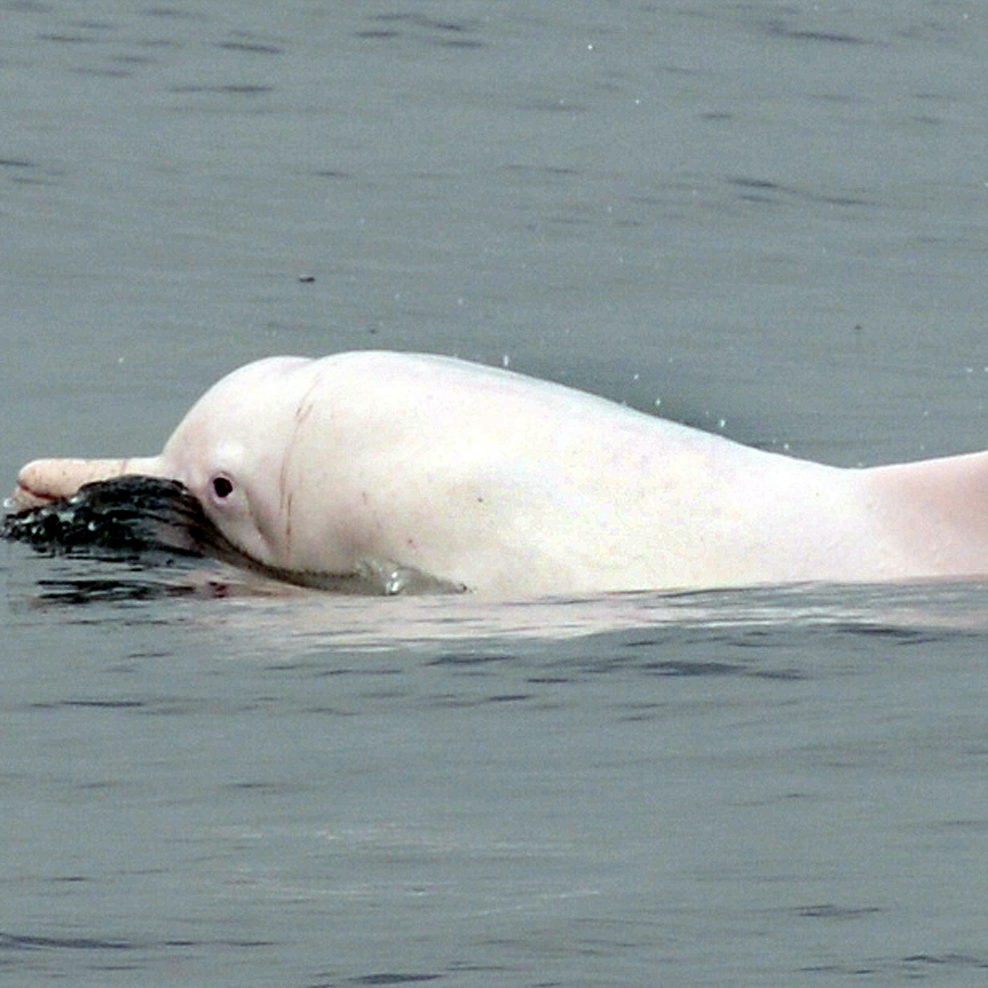 This photo taken on March 17, 2012 shows a Chinese white dolphin swimming in waters off the coast of Hong Kong. Conservationists warned on May 6, 2013 that Hong Kong may lose its rare Chinese white dolphins, also known as pink dolphins for their unique colour, unless it takes urgent action against pollution and other threats. Their numbers in Hong Kong waters have fallen from an estimated 158 in 2003 to just 78 in 2011, with a further decline expected when figures for 2012 are released next month, said the Hong Kong Dolphin Conservation Society.      AFP PHOTO / LAURENT FIEVET        (Photo credit should read LAURENT FIEVET/AFP via Getty Images)