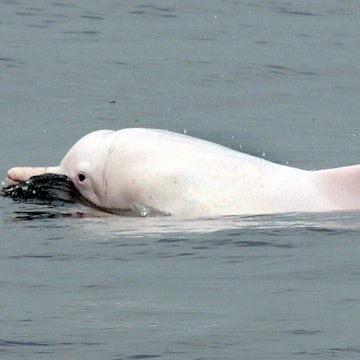 This photo taken on March 17, 2012 shows a Chinese white dolphin swimming in waters off the coast of Hong Kong. Conservationists warned on May 6, 2013 that Hong Kong may lose its rare Chinese white dolphins, also known as pink dolphins for their unique colour, unless it takes urgent action against pollution and other threats. Their numbers in Hong Kong waters have fallen from an estimated 158 in 2003 to just 78 in 2011, with a further decline expected when figures for 2012 are released next month, said the Hong Kong Dolphin Conservation Society. AFP PHOTO / LAURENT FIEVET (Photo credit should read LAURENT FIEVET/AFP via Getty Images)