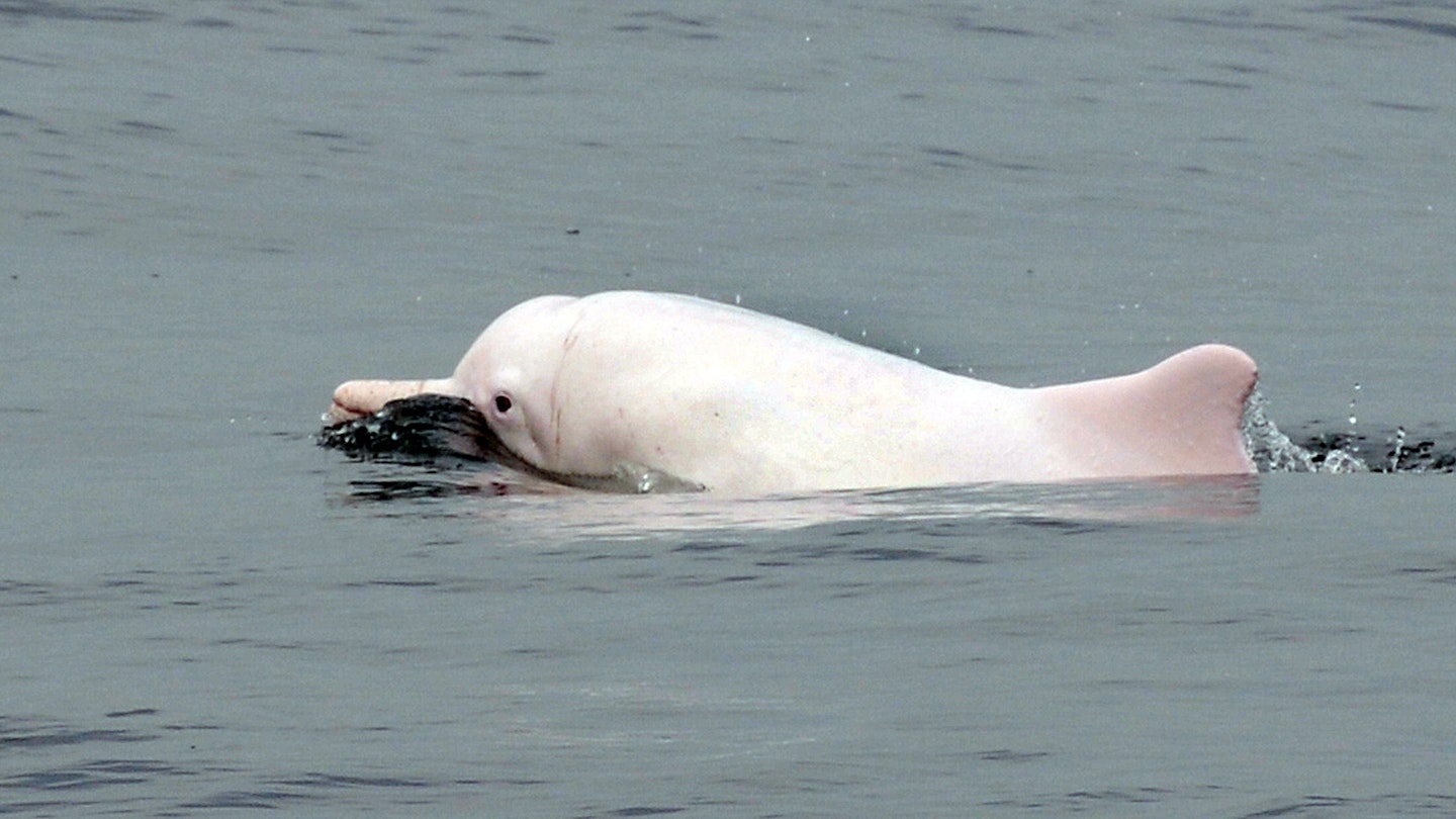 This photo taken on March 17, 2012 shows a Chinese white dolphin swimming in waters off the coast of Hong Kong. Conservationists warned on May 6, 2013 that Hong Kong may lose its rare Chinese white dolphins, also known as pink dolphins for their unique colour, unless it takes urgent action against pollution and other threats. Their numbers in Hong Kong waters have fallen from an estimated 158 in 2003 to just 78 in 2011, with a further decline expected when figures for 2012 are released next month, said the Hong Kong Dolphin Conservation Society. AFP PHOTO / LAURENT FIEVET (Photo credit should read LAURENT FIEVET/AFP via Getty Images)