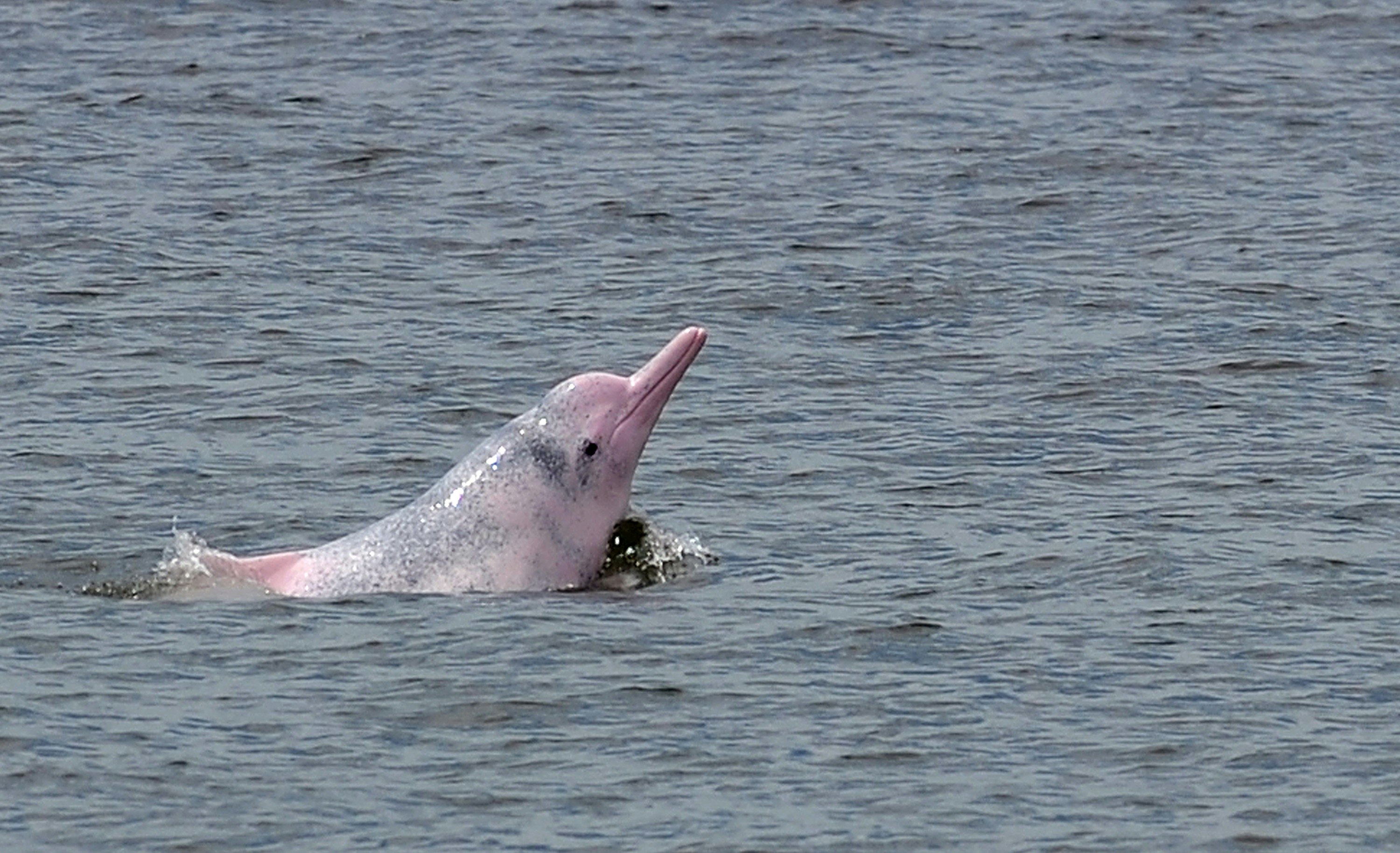 Chinese white dolphin or Indo-Pacific humpback dolphin, nicknamed the pink dolphin, swims in waters off the coast of Hong Kong