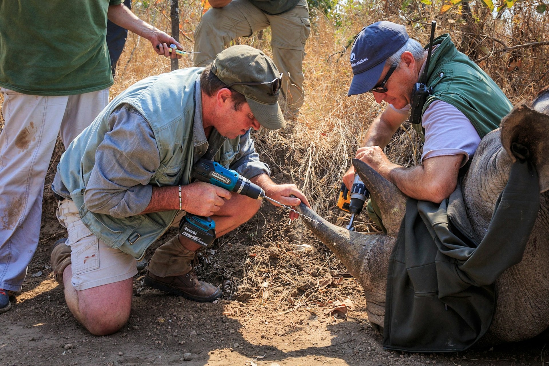 Two men drill into the horn of a tranquilized rhino