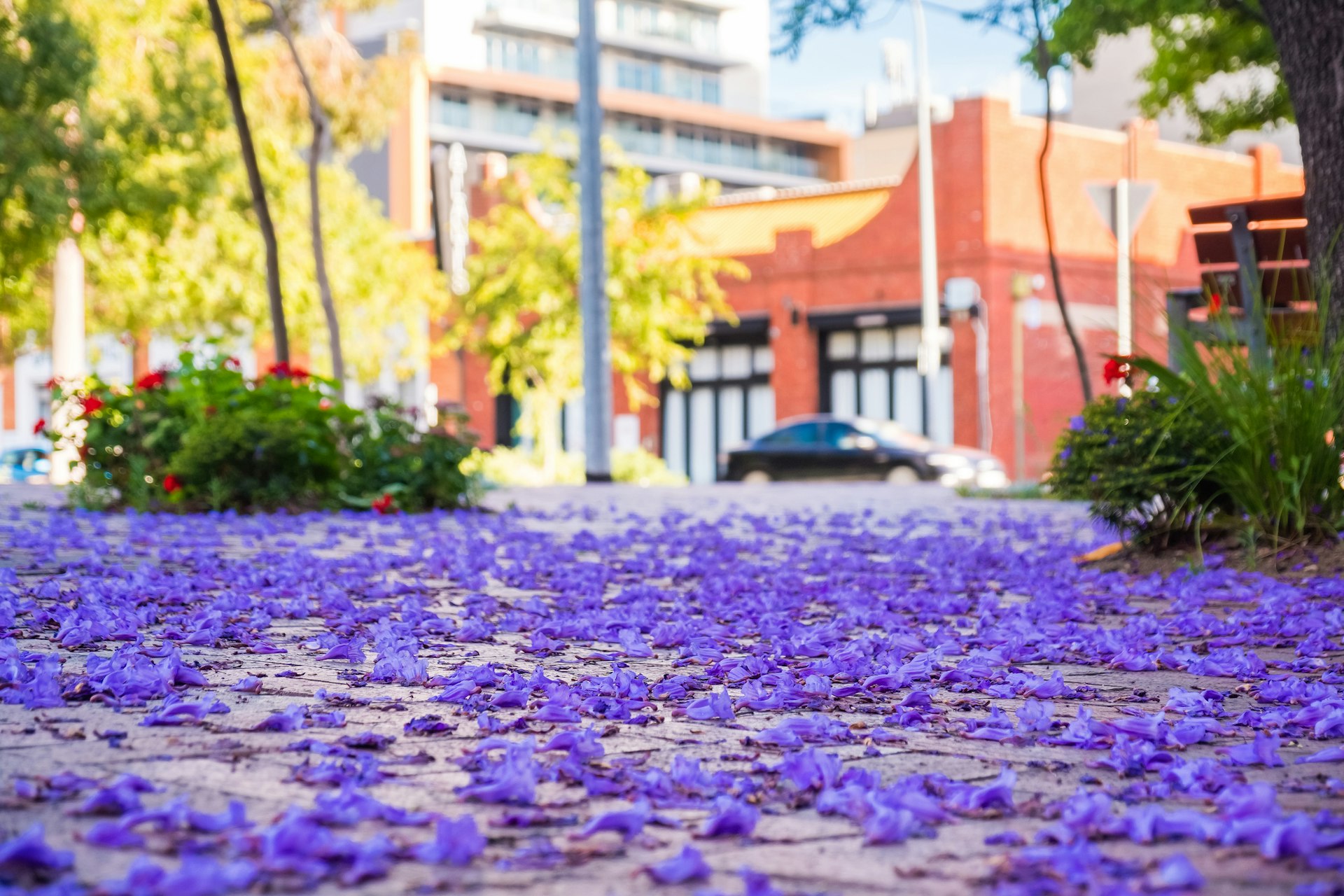 Jacaranda tree petals