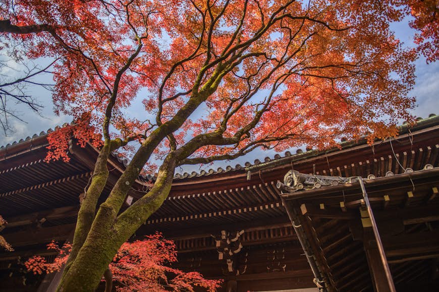 Maple tree with red leaves during autumn at Shinnyo-do Temple in Nara, Japan