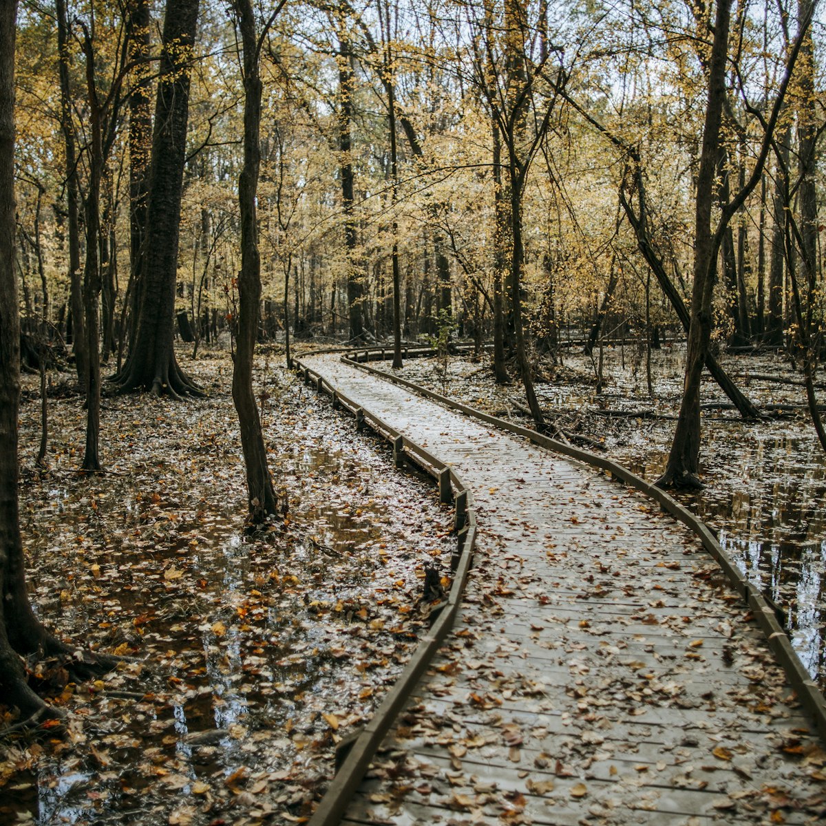 A boardwalk through the swamps of Congaree National Park during the fall.