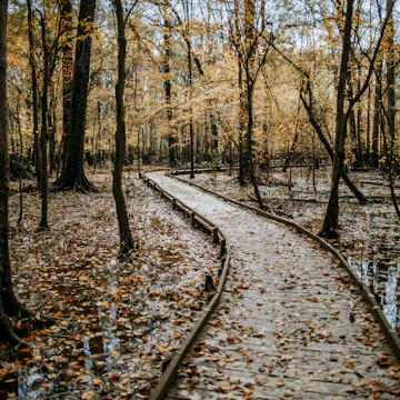 A boardwalk through the swamps of Congaree National Park during the fall.