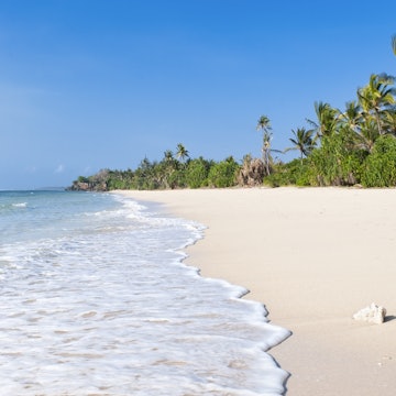 Coral and palm trees on the idyllic beach at Msambweni, near Diani on the Kenyan Coast, West Africa.