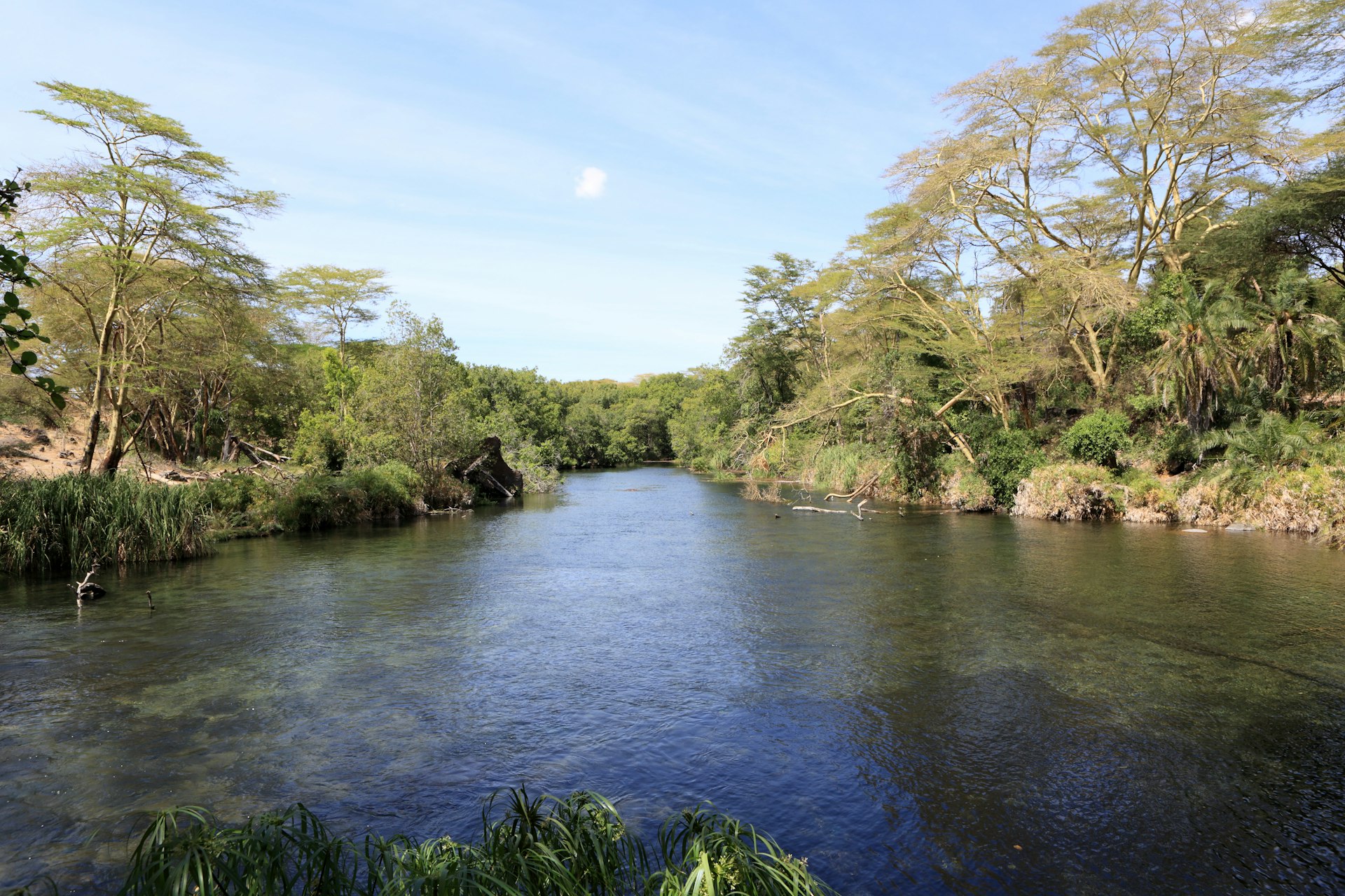A large stream of water is flanked by trees in Tsavo West National Park, Kenya