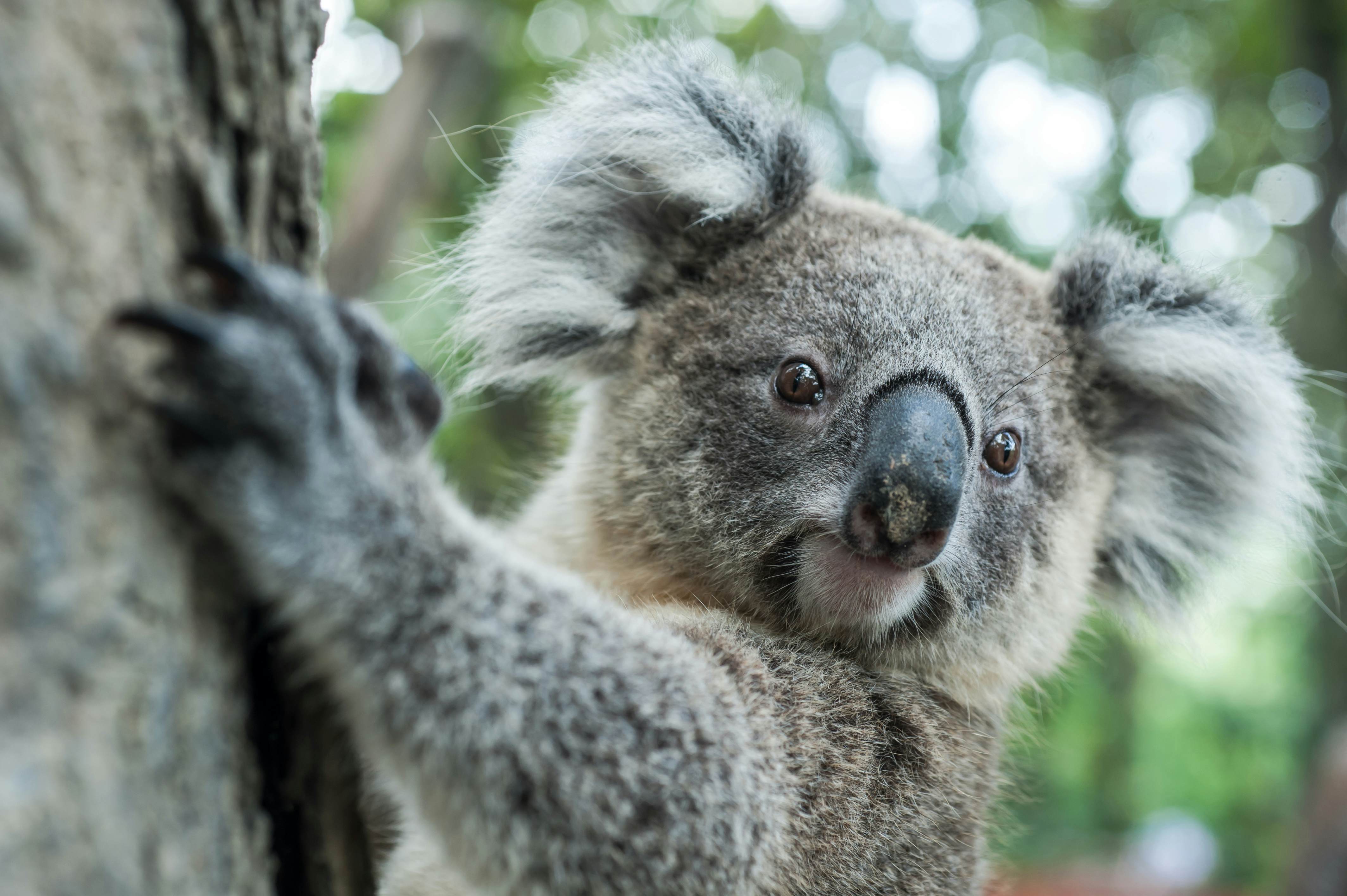 Australia lists koala as an endangered species across most of its