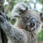 australian koala sit on tree, Sydney, NSW, australia. exotic ico