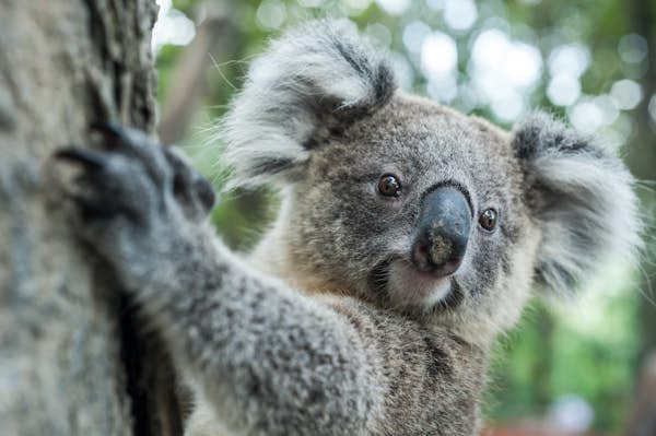 Koalas could end up on the endangered species list in Australia ...