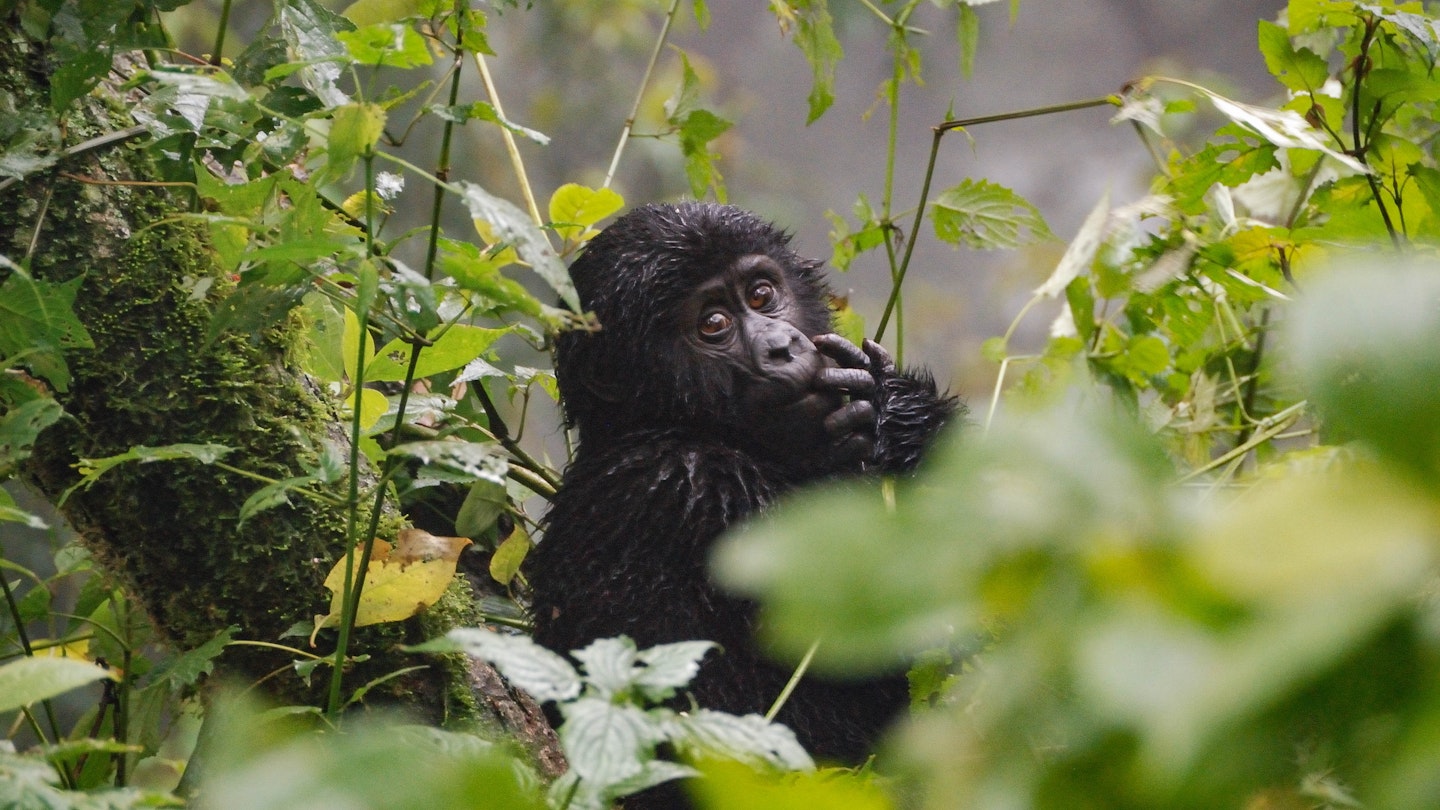 Baby gorilla in Bwindi Impenetrable National Park