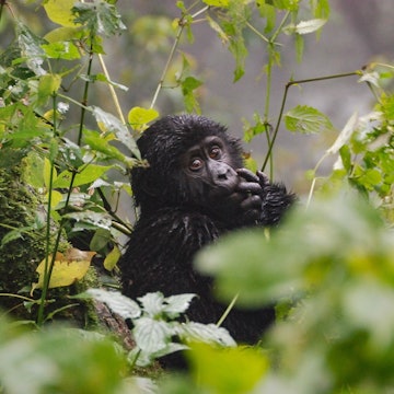 Baby gorilla in Bwindi Impenetrable National Park