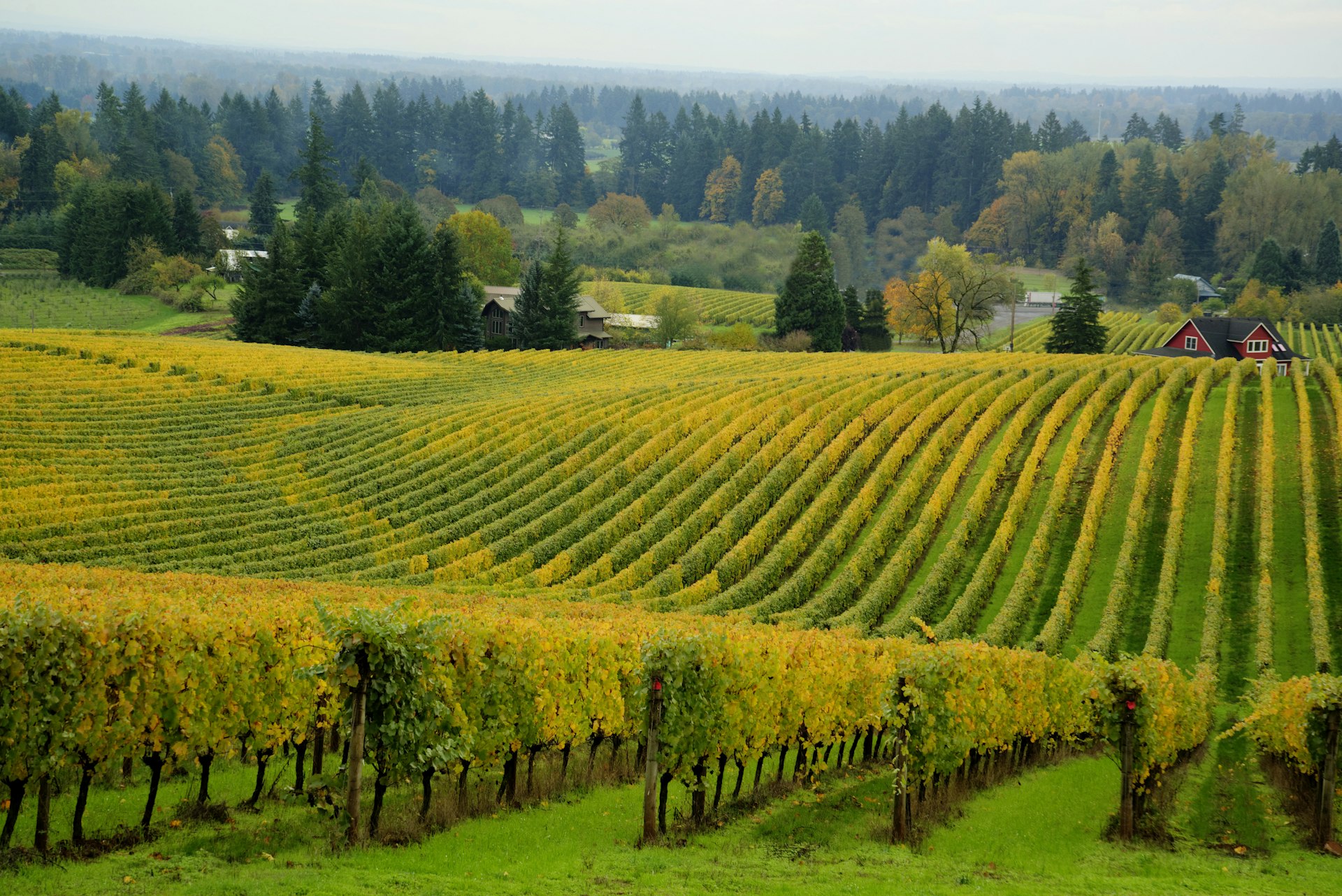 Rows of vines with leaves turning from green to yellow cover a hillside