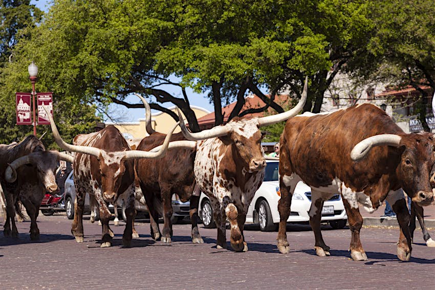 Cattle on the street of Forth Worth Stockyards