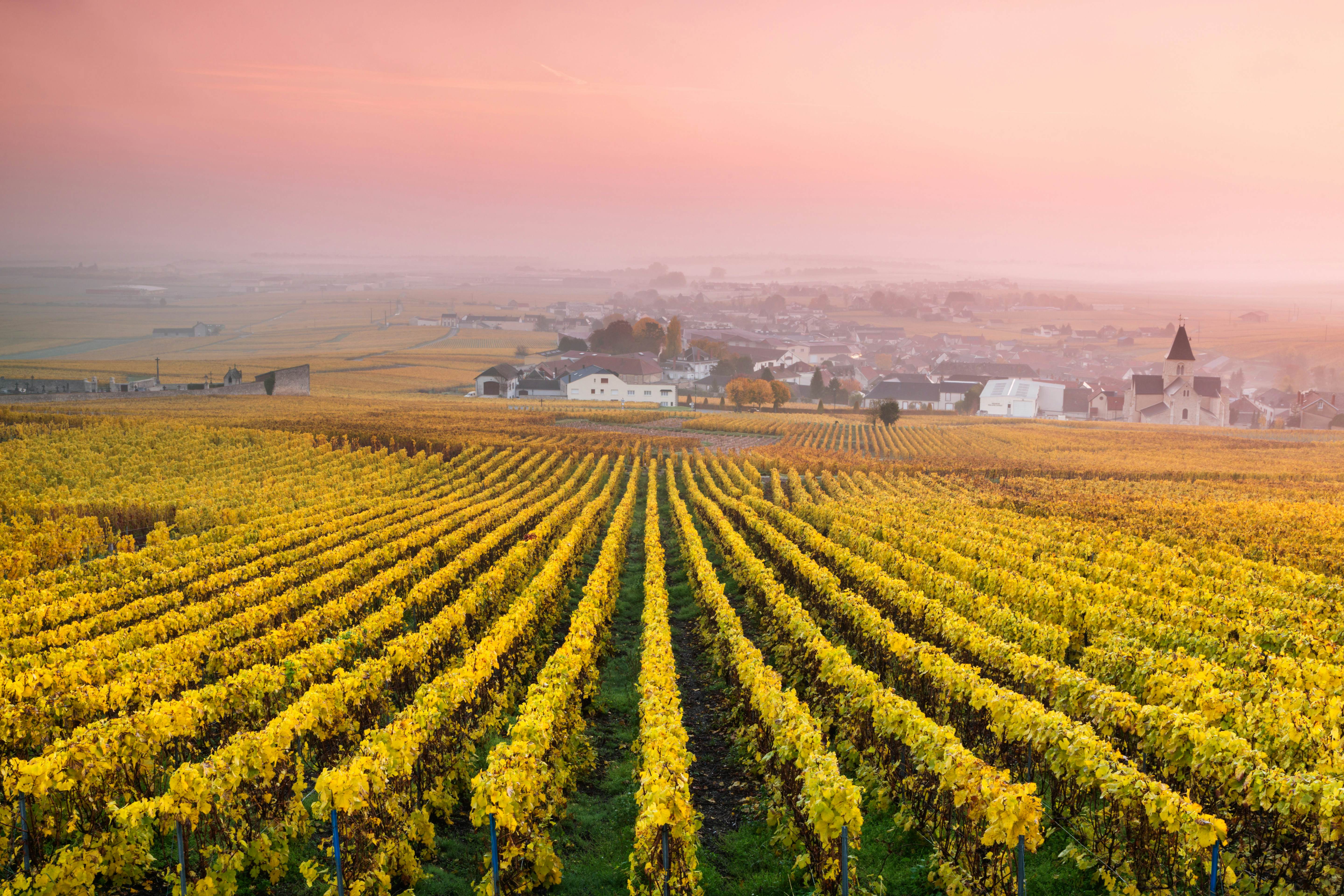 Champagne travel - Lonely Planet | France