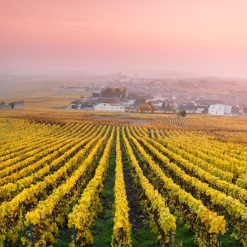Vineyards in the mist at sunrise, Oger, Champagne, France