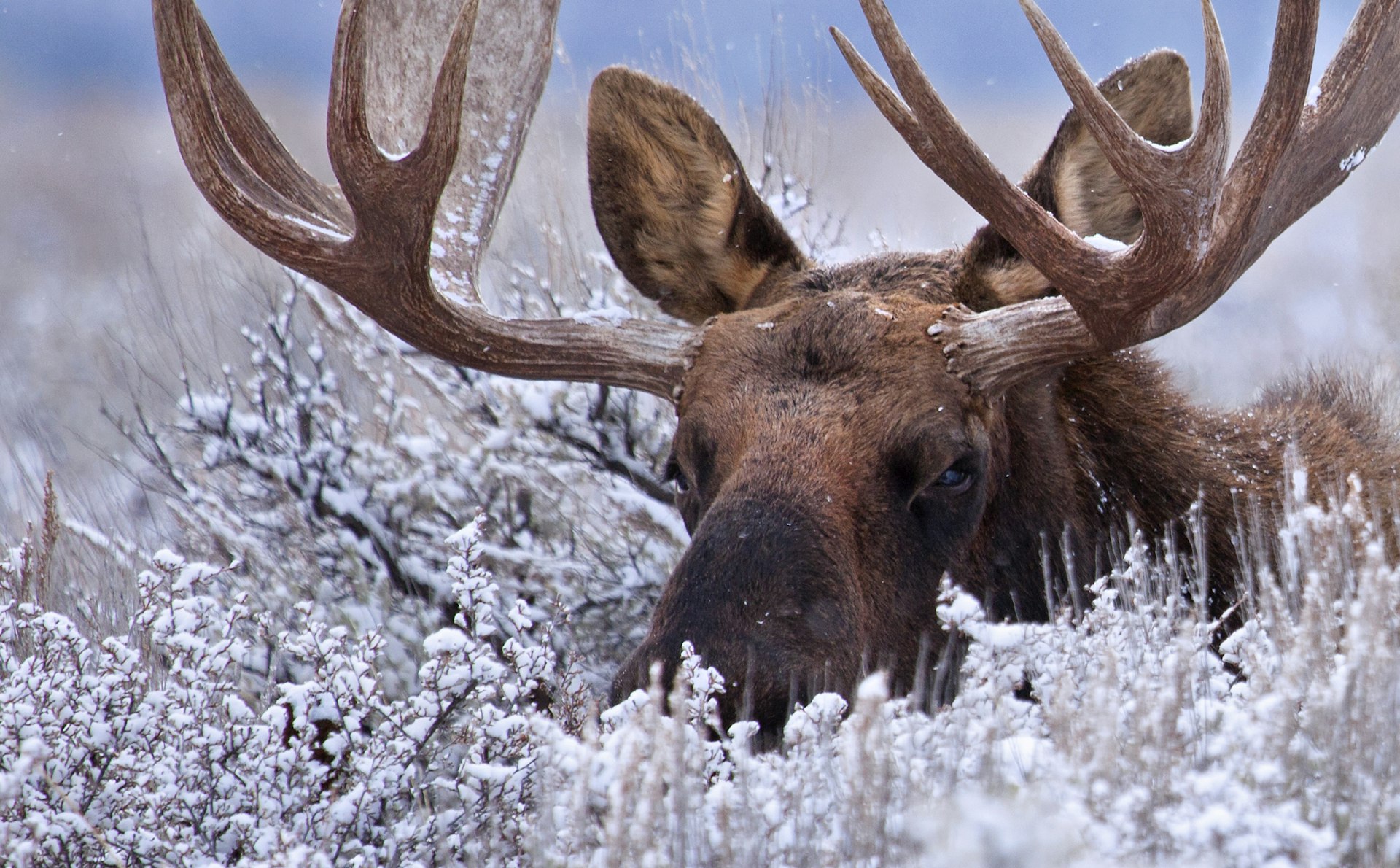 A bull moose hides in the low-lying sage brush of Grand Teton National Park, Wyoming.