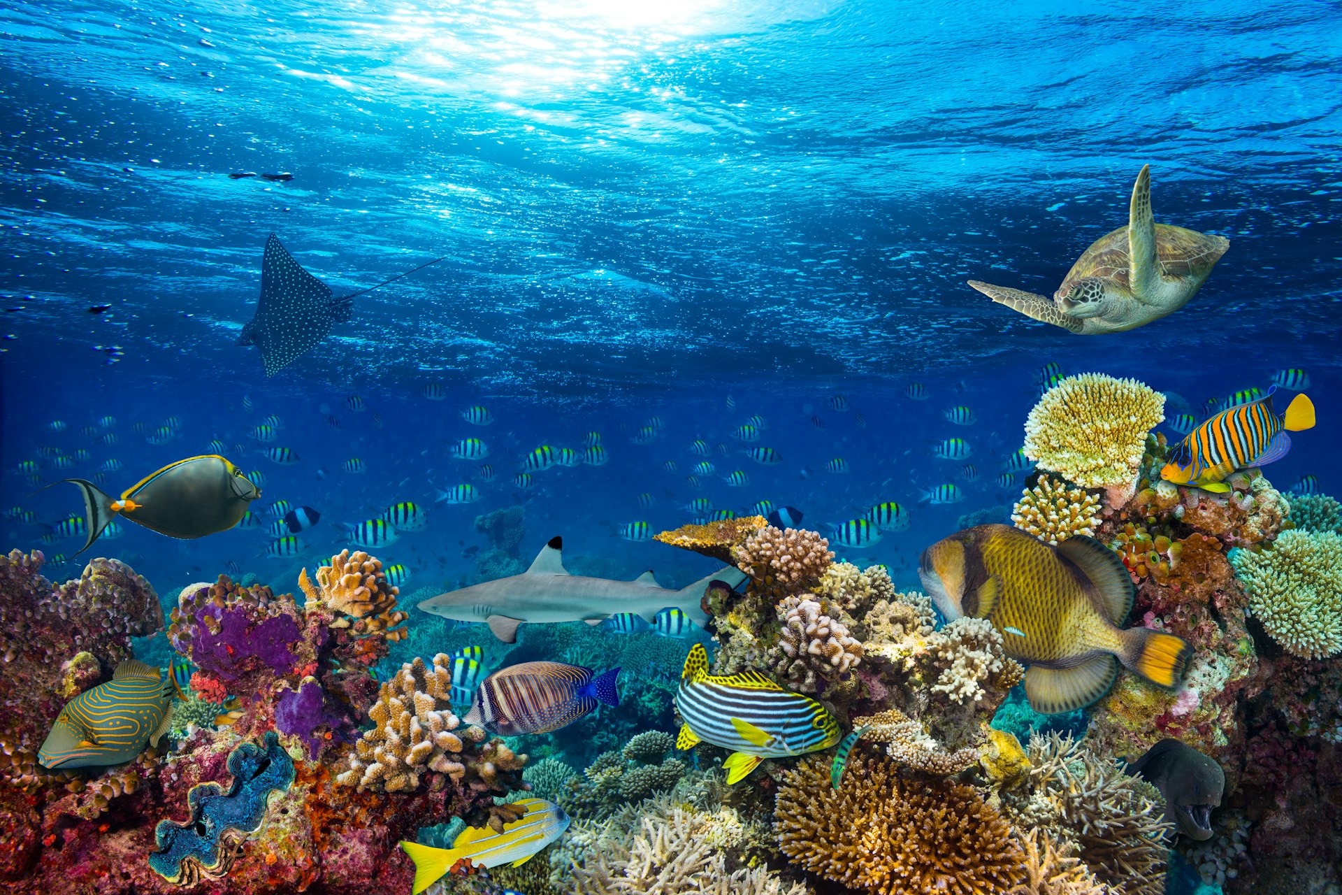 Underwater coral reef landscape in the Red Sea, Egypt