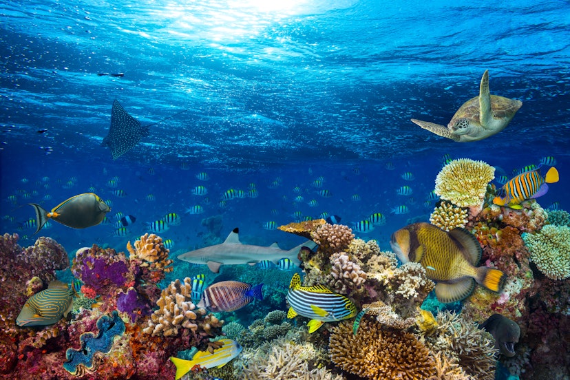 Underwater coral reef landscape background in the deep blue ocean with colorful fish and marine life.