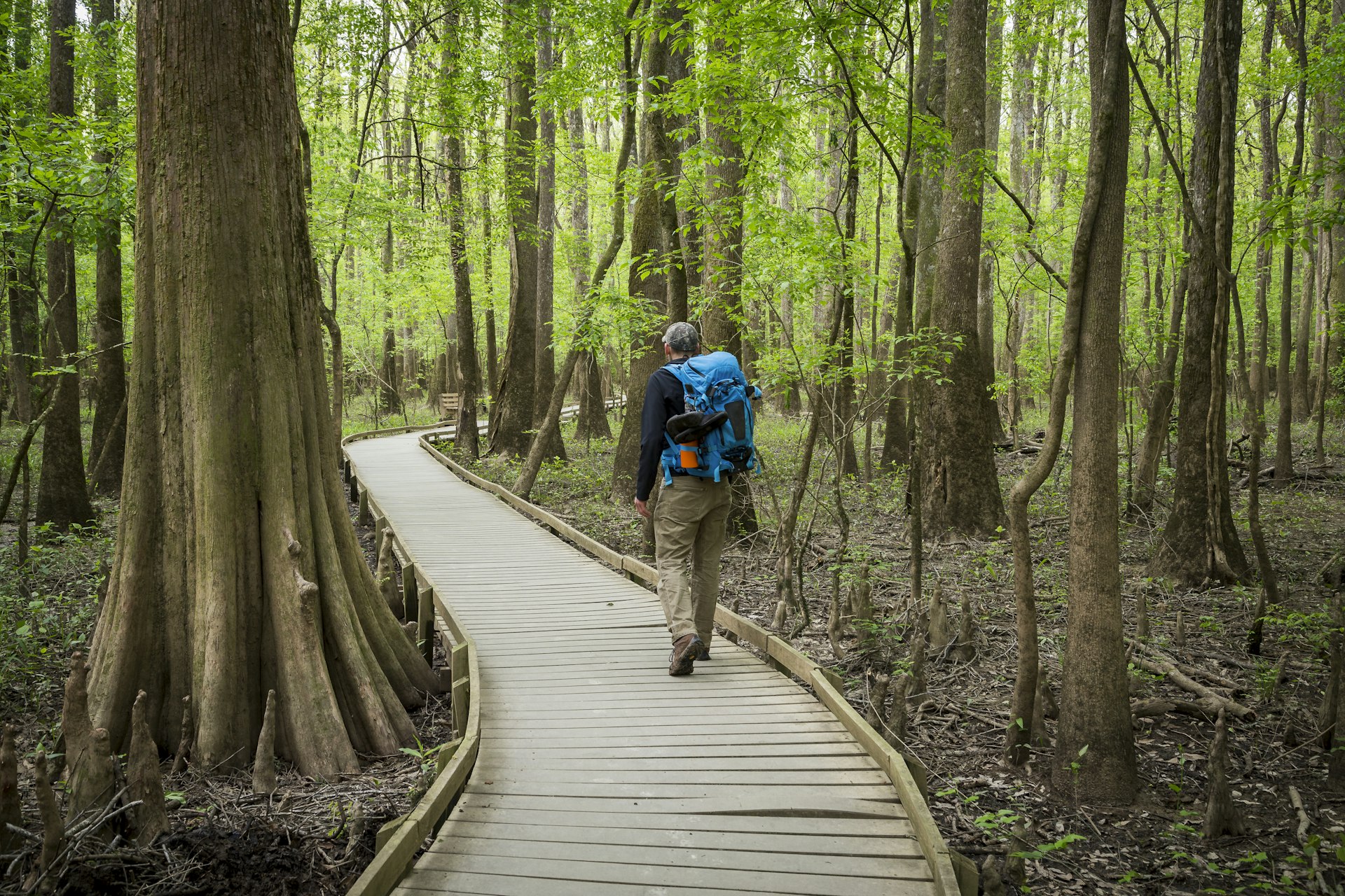A male hiker walks on a boardwalk through a swamp