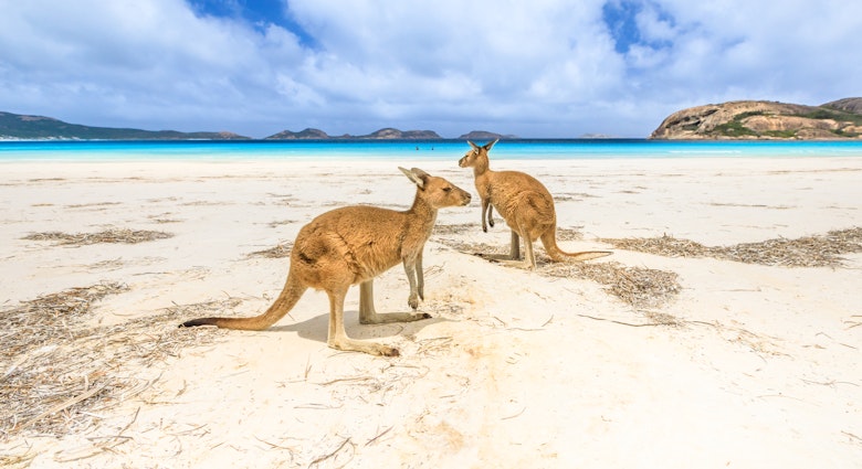Two kangaroos standing on the beach at Lucky Bay in Cape Le Grand National Park.