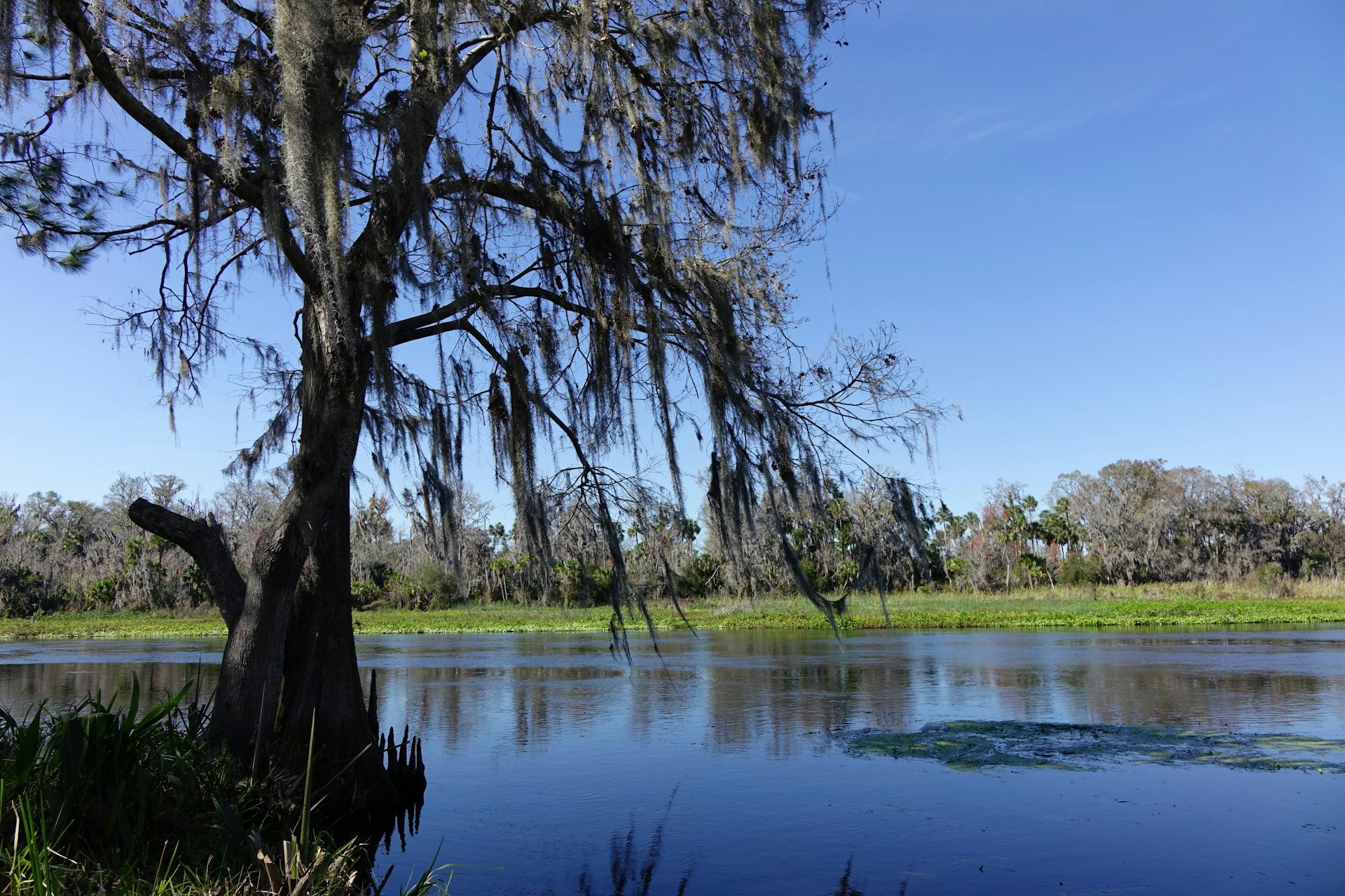 Cypress tree at Katies Landing on the Wekiwa River, Sanford, Florida. The Wekiwa has been designated a National Wild and Scenic River