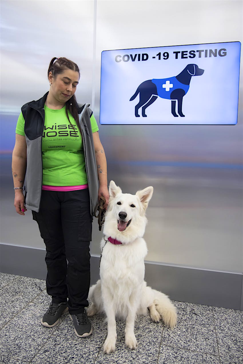 Coronavirus-sniffing dogs are putting their noses to work in airports -  Lonely Planet