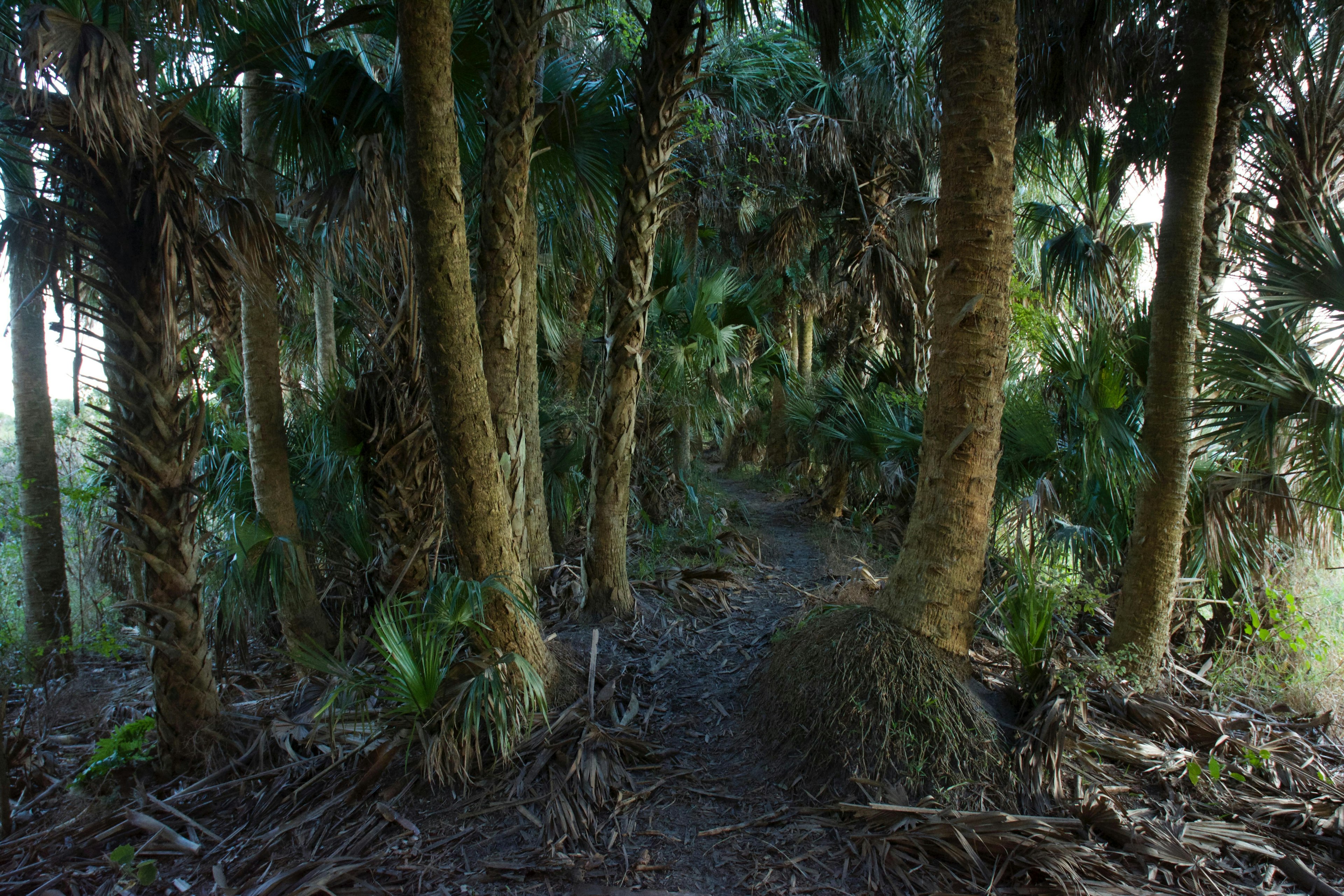 Palm Forest Florida Lake Jesup