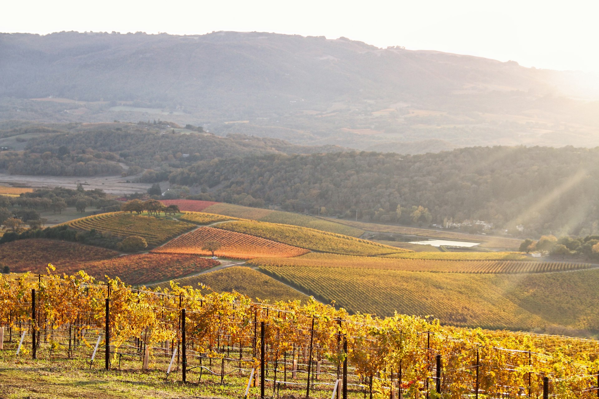 A hillside covered in grape vines during autumn