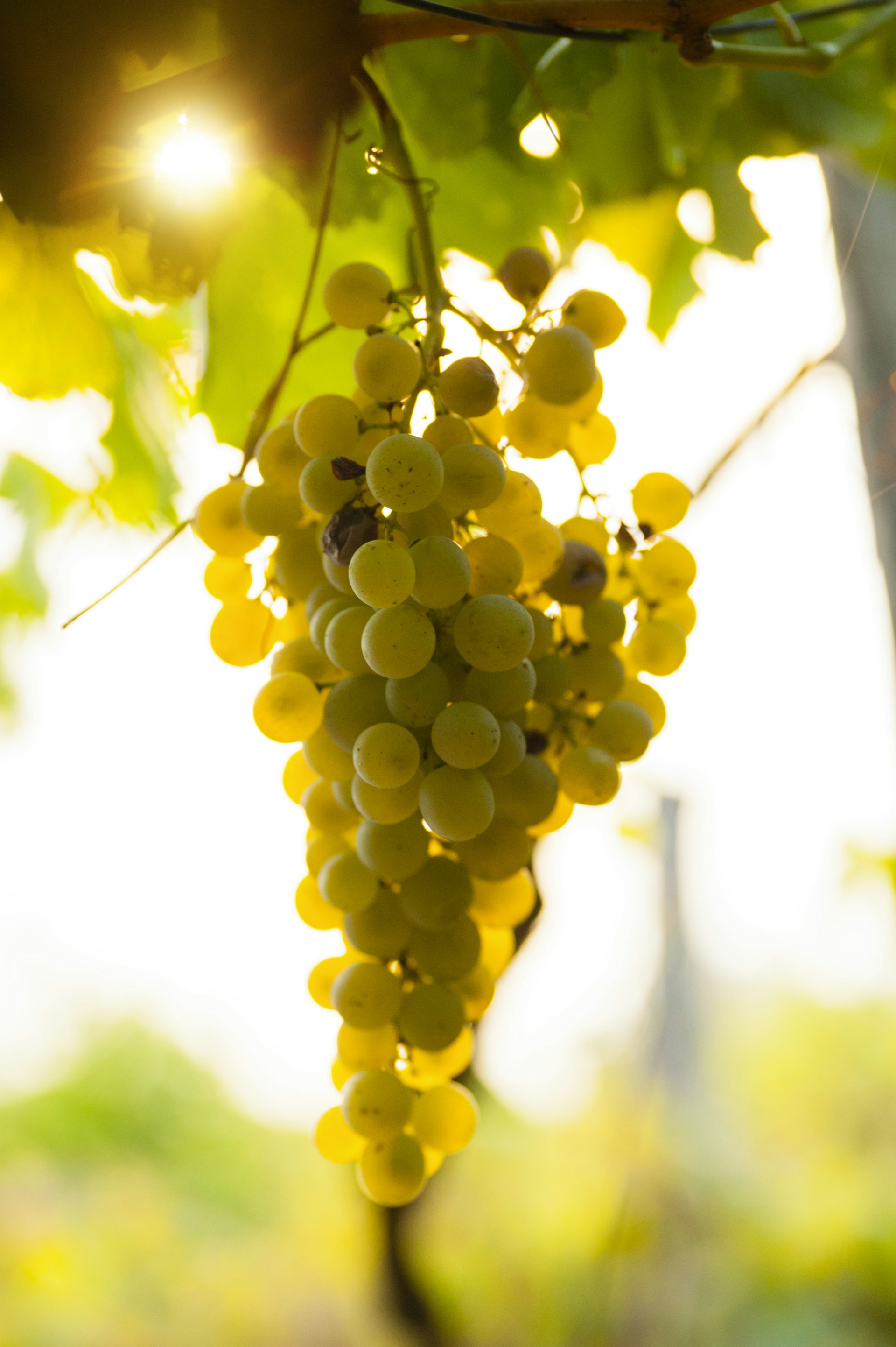 Grapes on a vine at a vineyard in Cinque Terre. 