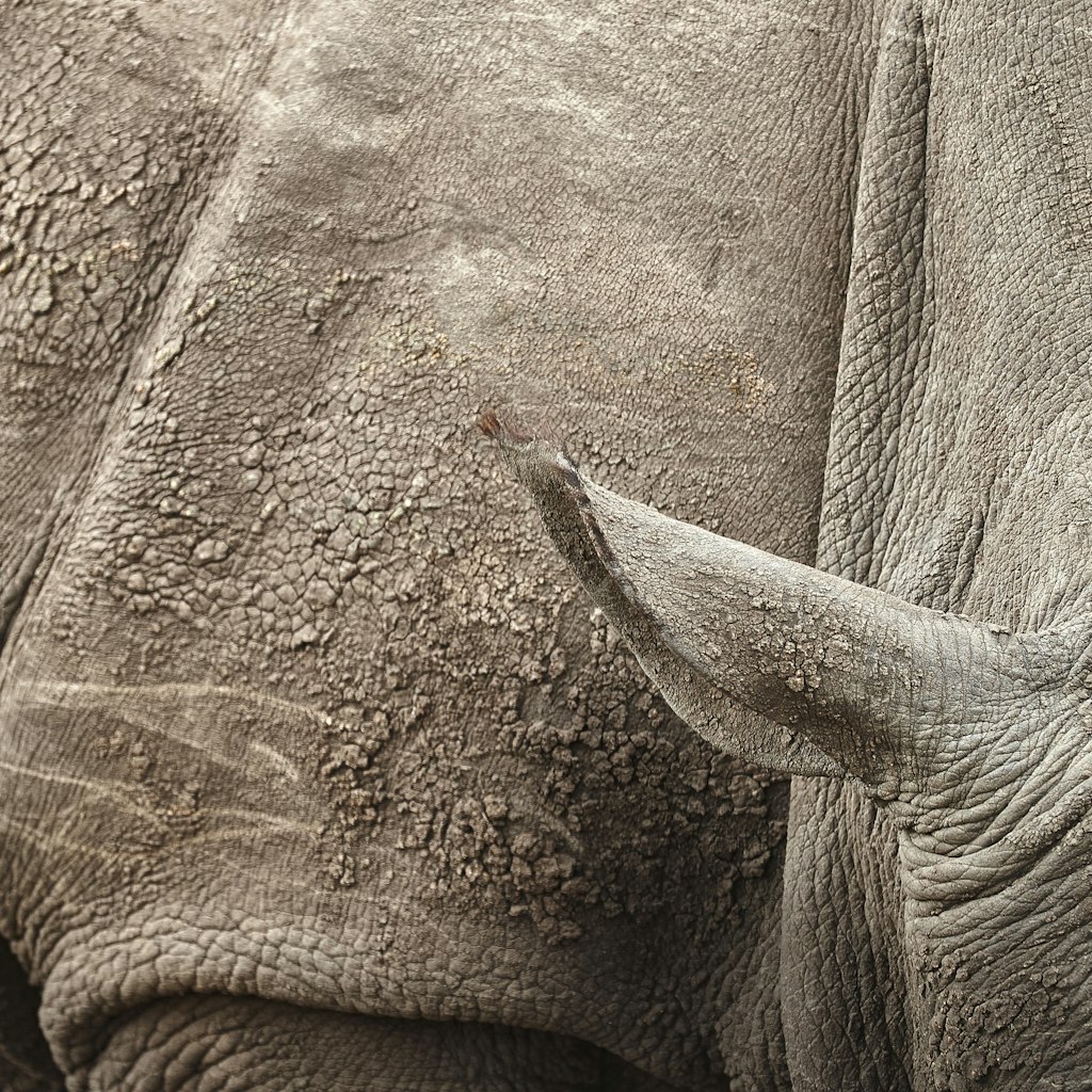 Detail of a white rhino at Sabi Sands game reserve.