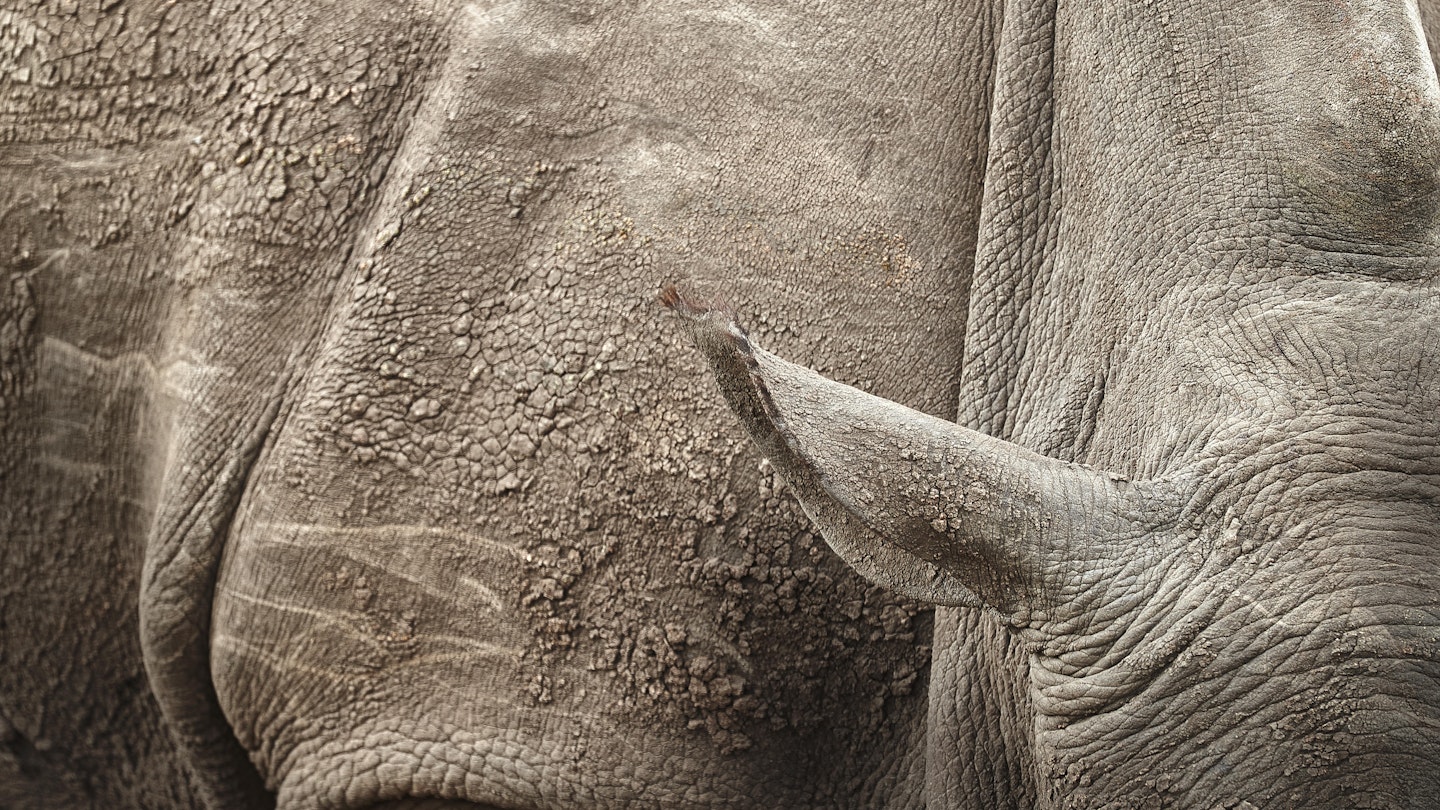 Detail of a white rhino at Sabi Sands game reserve.