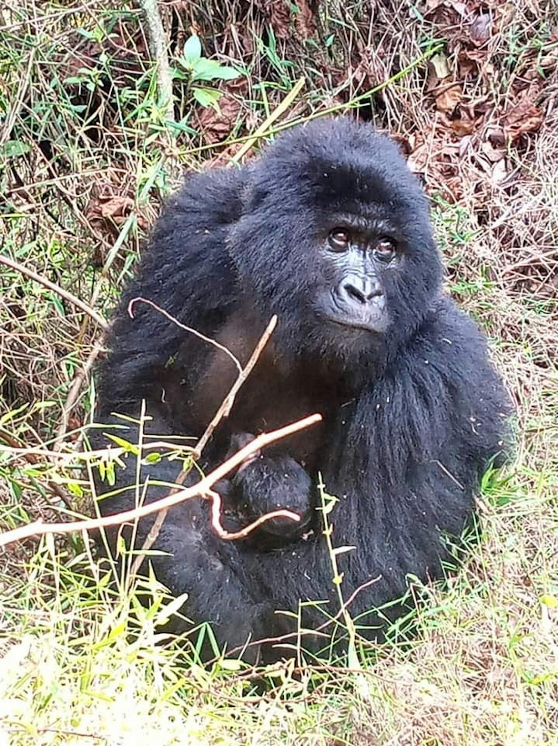 A gorilla holding her baby in Uganda