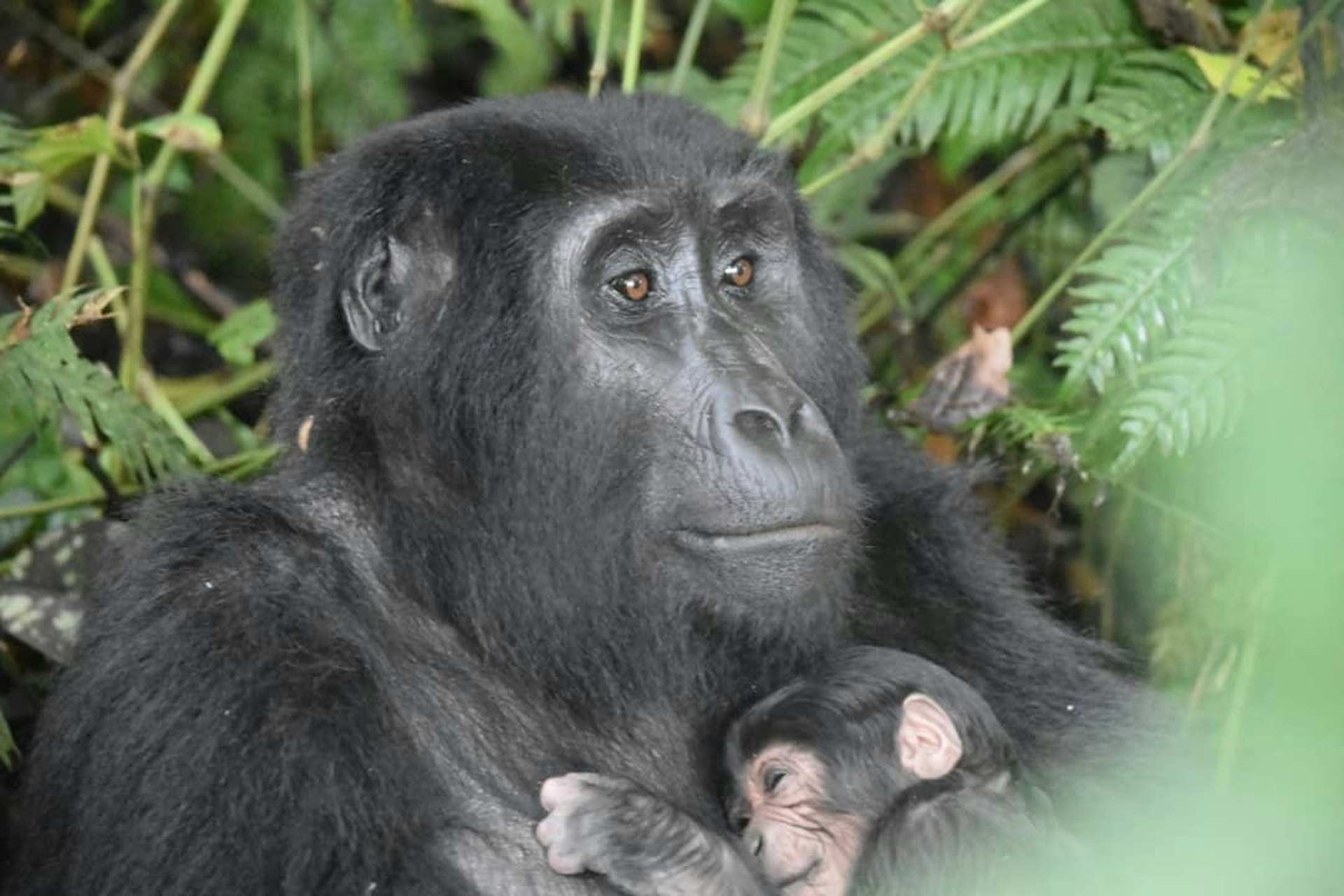 A femle gorilla holding a baby in Uganda