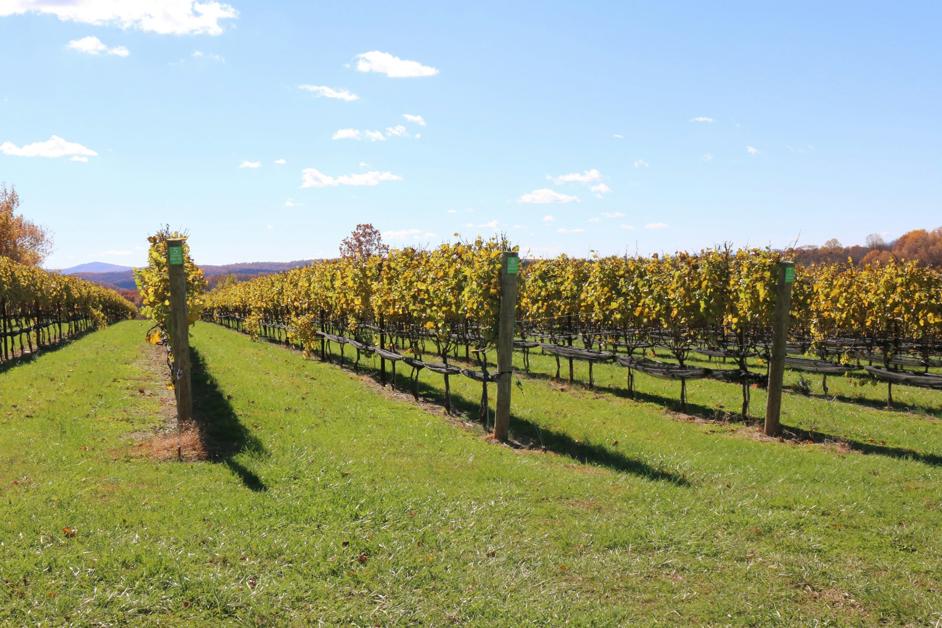 Rows of green vineyards