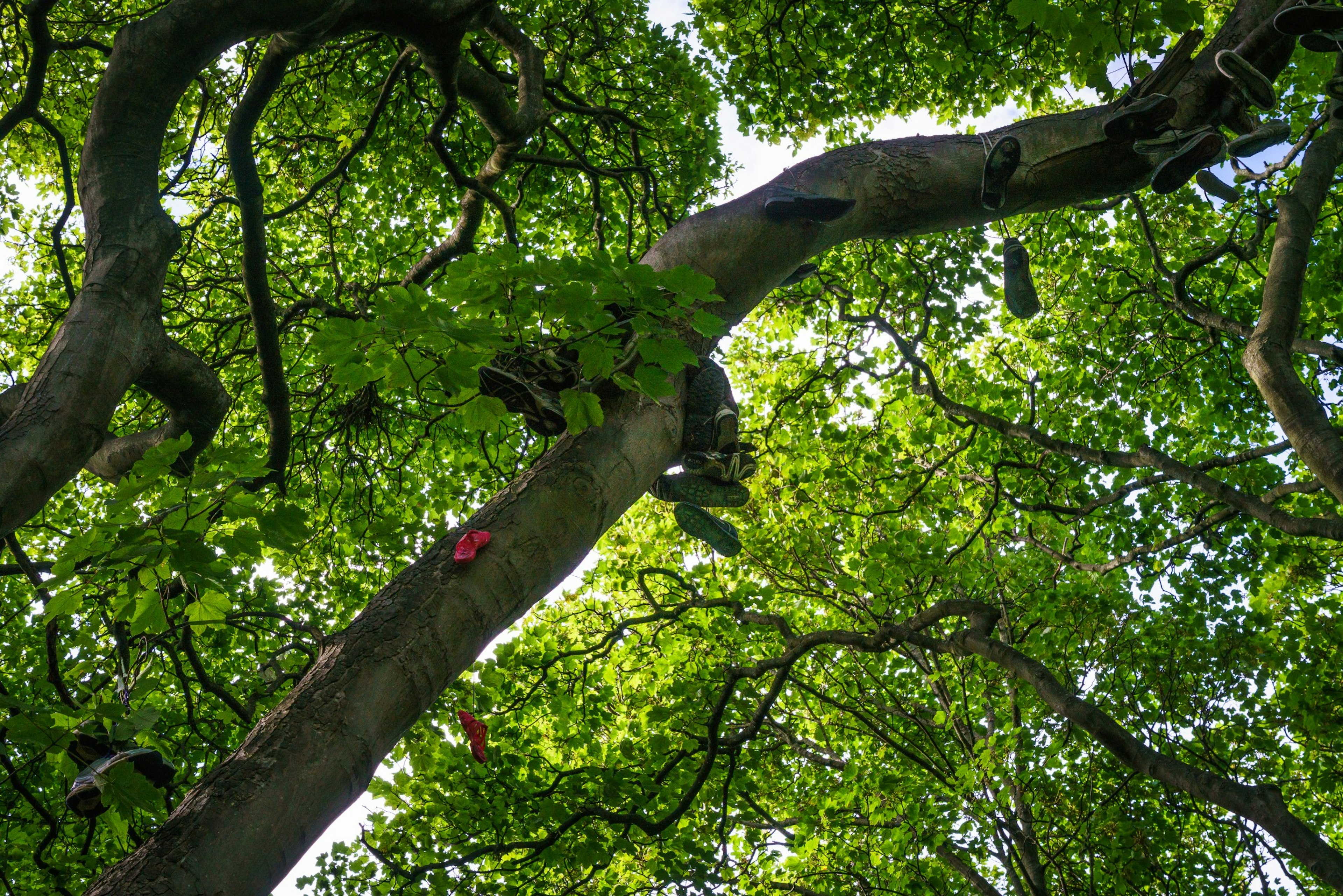 A tree with shoes hanging out of it