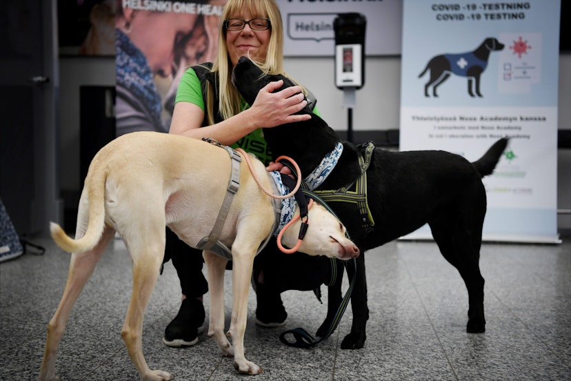 The coronavirus sniffer dogs named Kössi (L) and Miina cuddle with trainer Susanna Paavilainen at the Helsinki airport in Vantaa, Finland where they are trained to detect the Covid-19 from the arriving passengers, on September 22, 2020. (Photo by Antti Aimo-Koivisto / Lehtikuva / AFP) / Finland OUT (Photo by ANTTI AIMO-KOIVISTO/Lehtikuva/AFP via Getty Images)