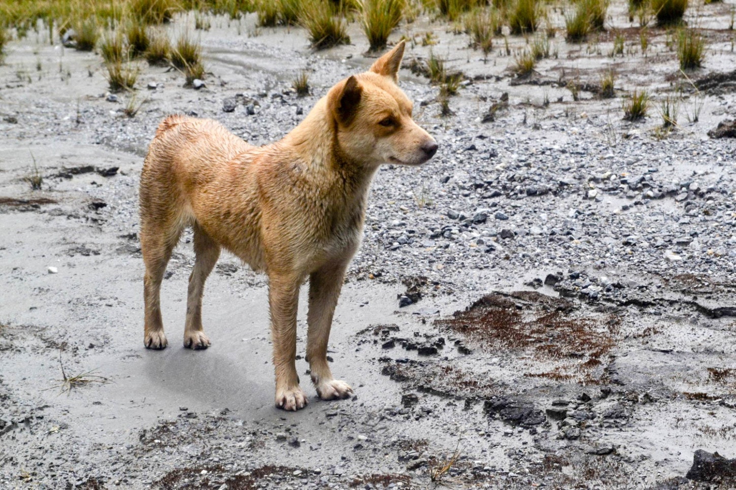 A highland wild dog in profile