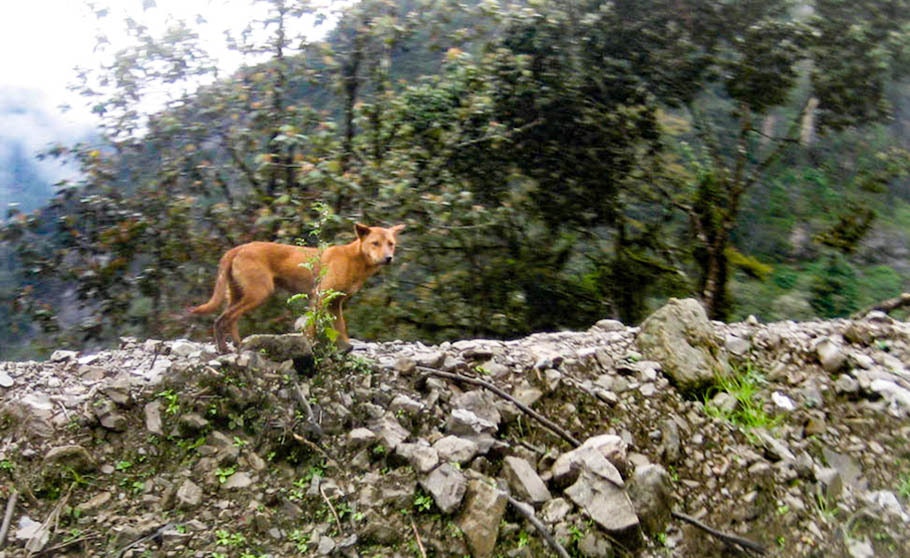 A highland wild dog on a roadside rock tailings, used to prevent vehicles from careening off the mountainside