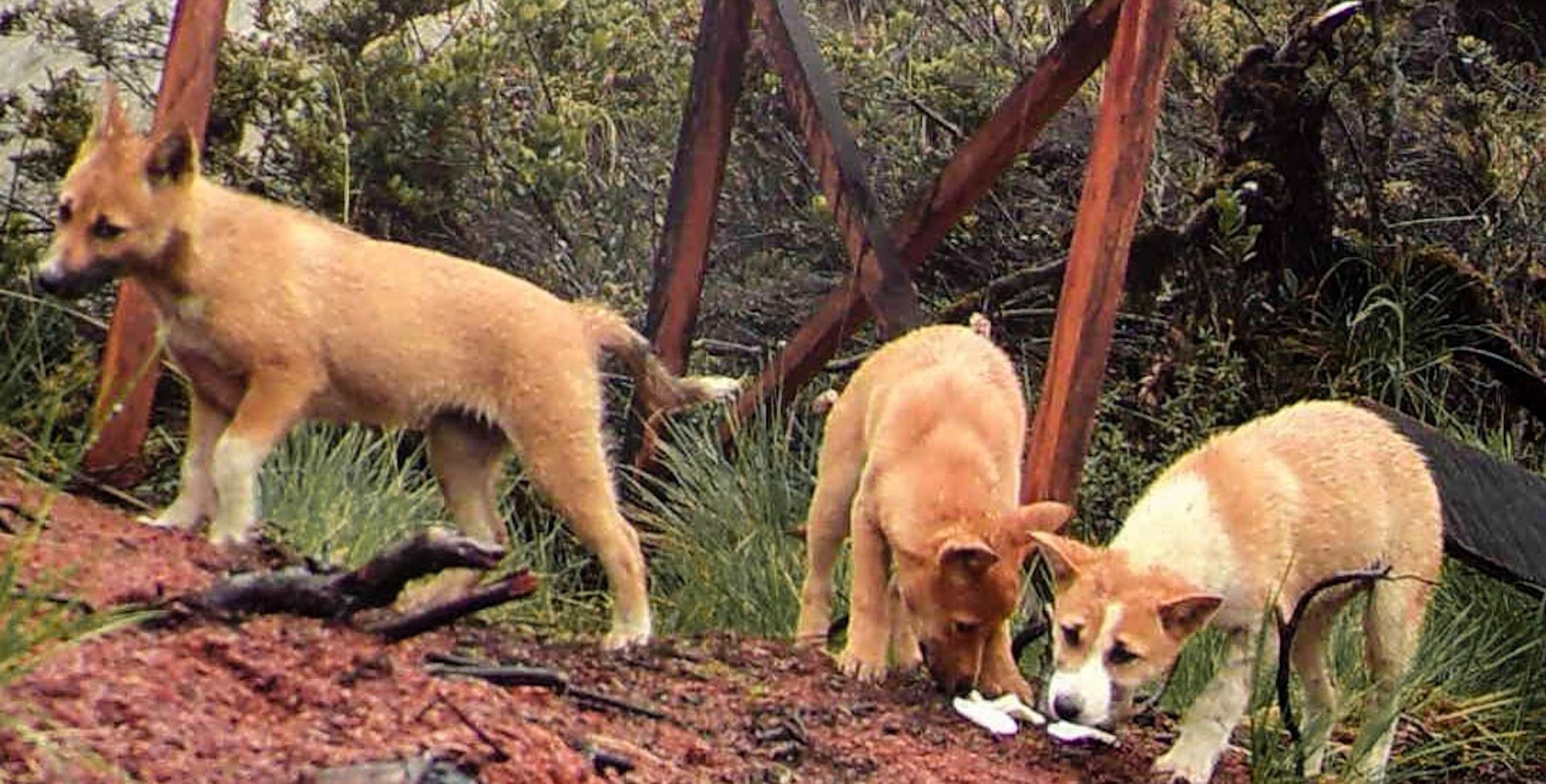 highland wild dog pups in New Guinea