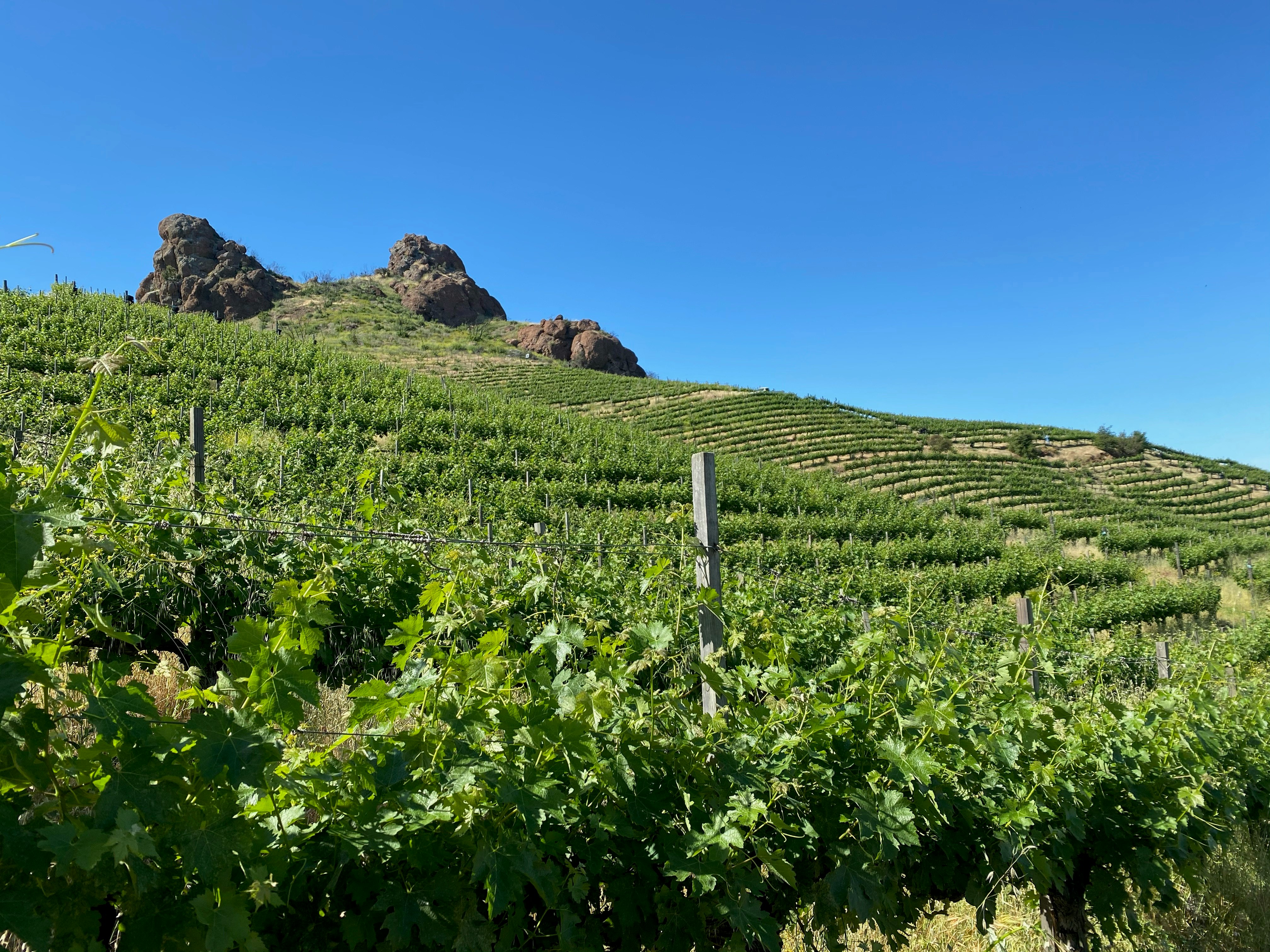 Gröna vinstockar i en vinvingård, med en blå himmel ovanför