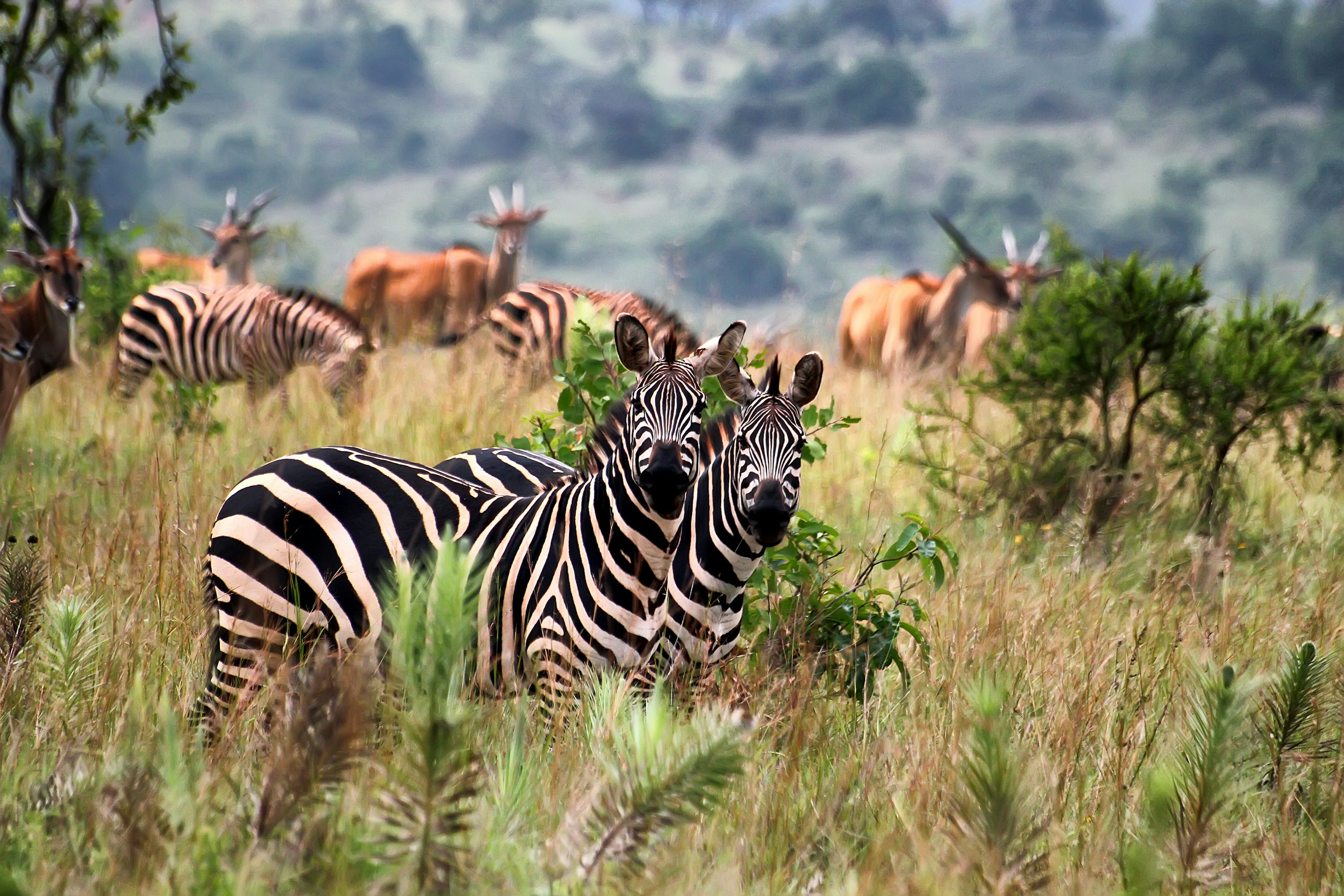 A pair of zebras looking at the camera in Akagera National Park, Rwanda